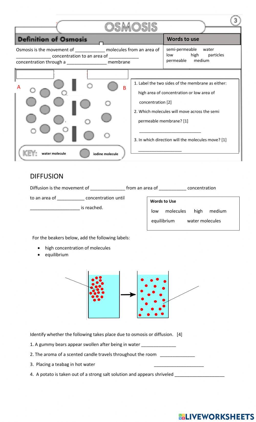 6828847 Osmosis and Diffusion Worksheet Sharanda