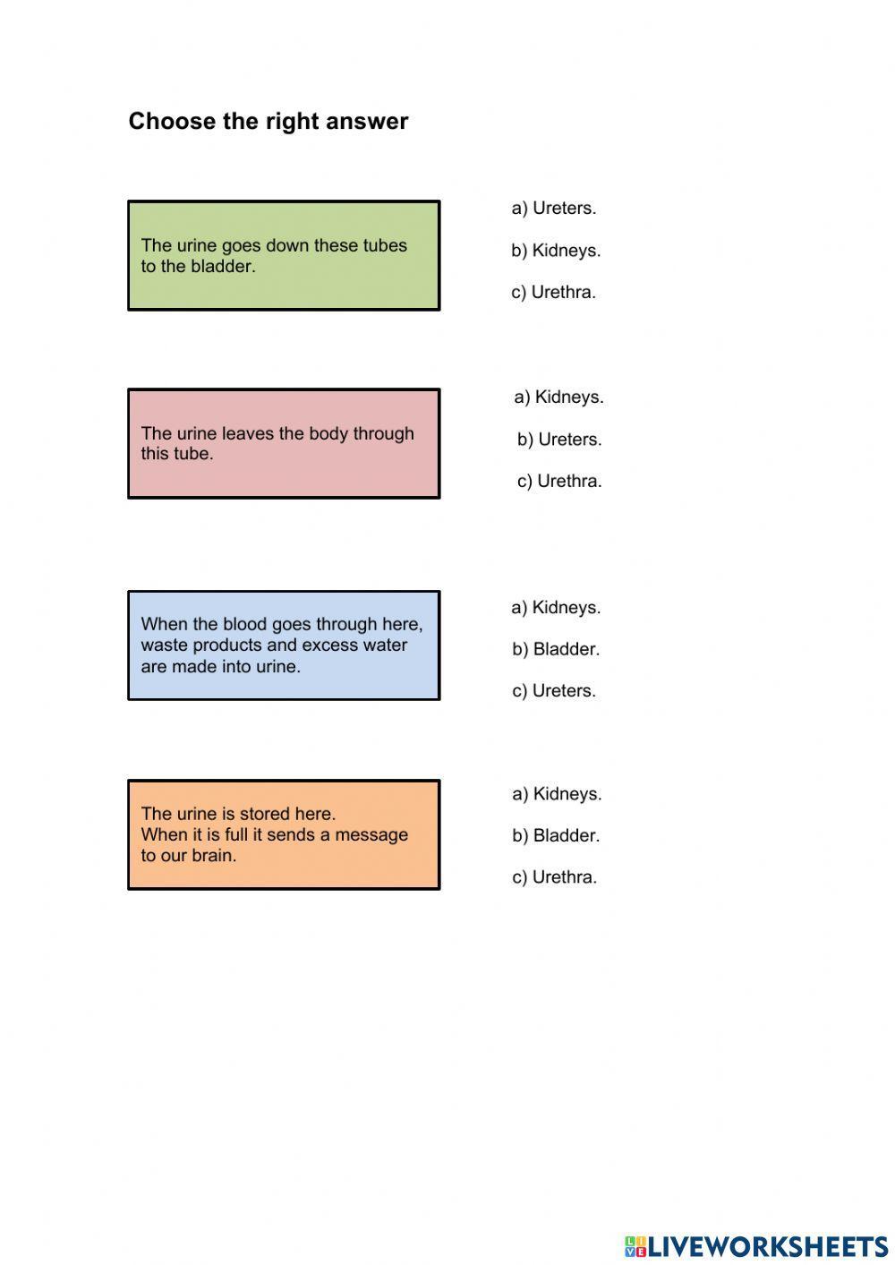 Excretory system I 4º