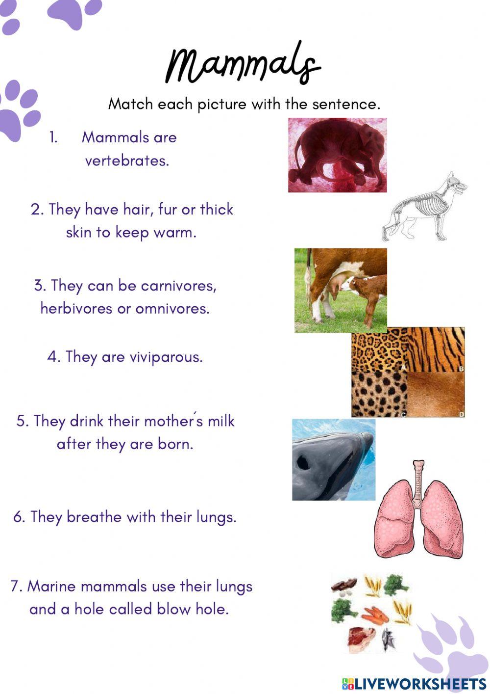 Mammals Mammals