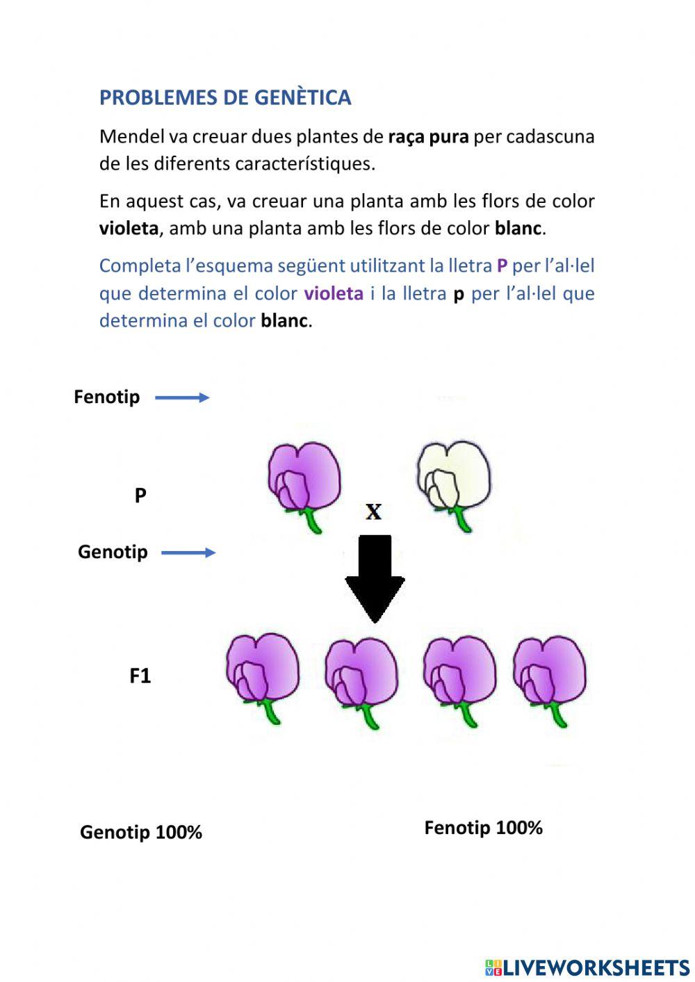 Genètica mendeliana activity | Live Worksheets