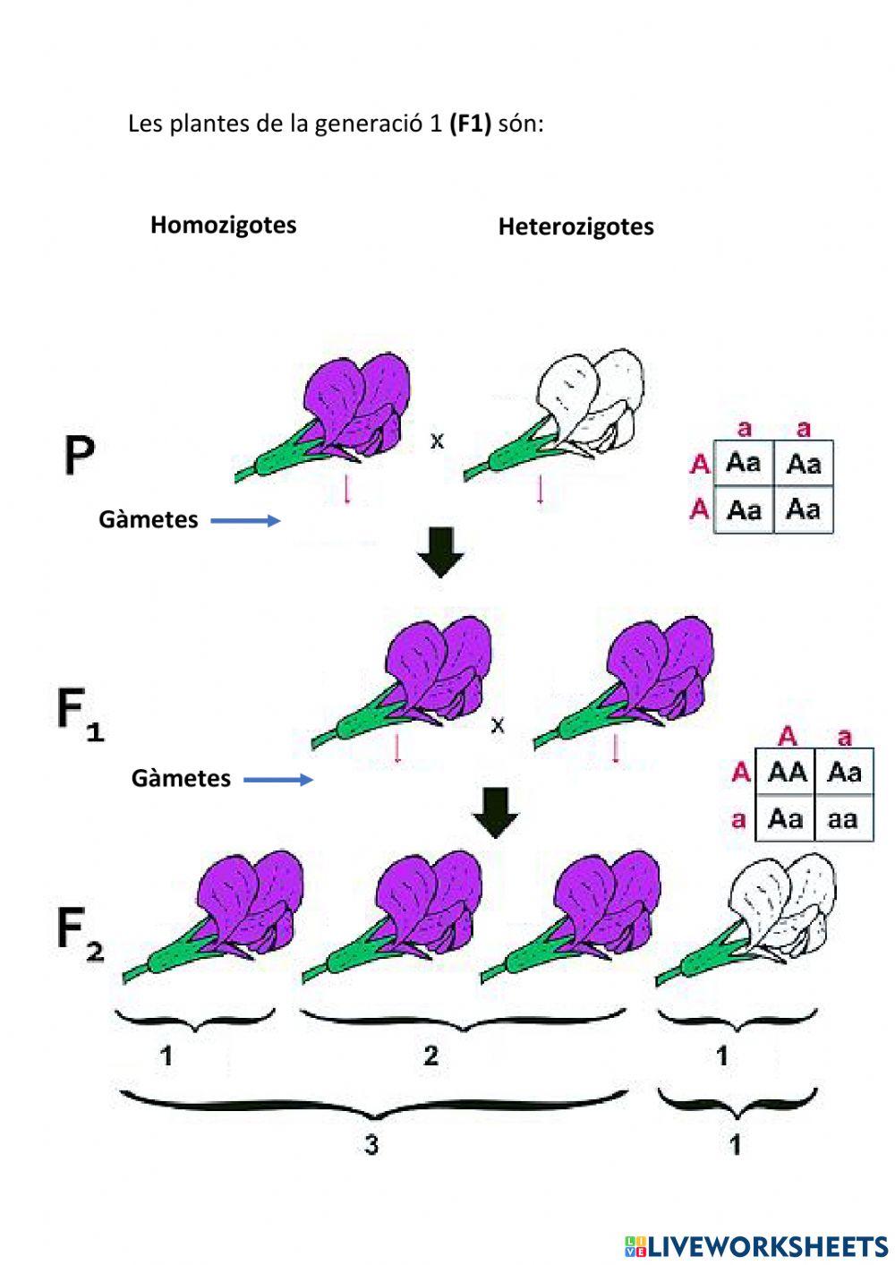 Genètica mendeliana