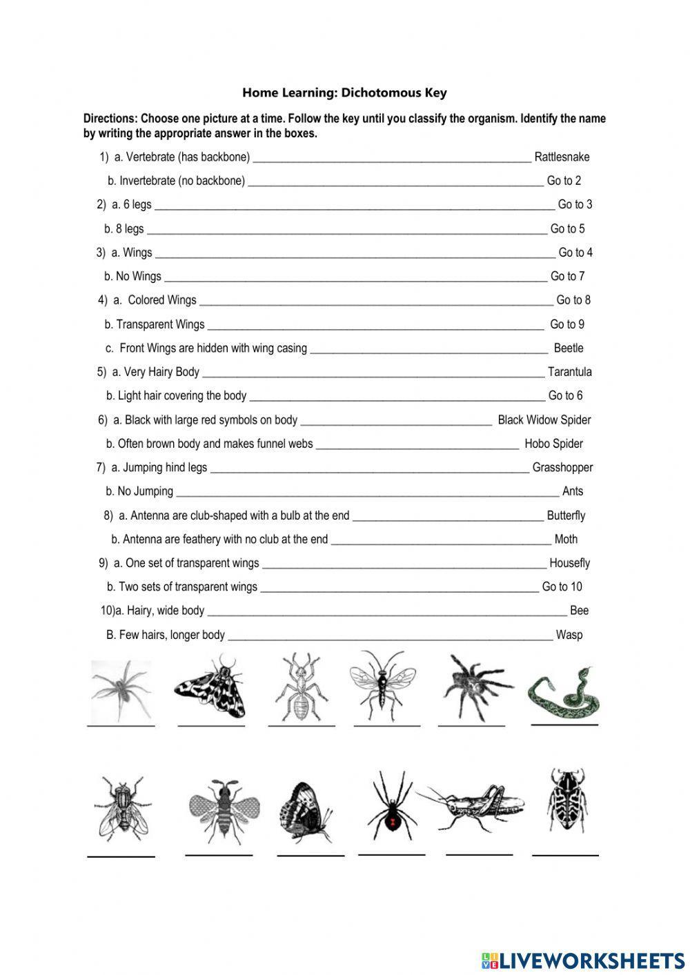 Insects Dichotomous Key