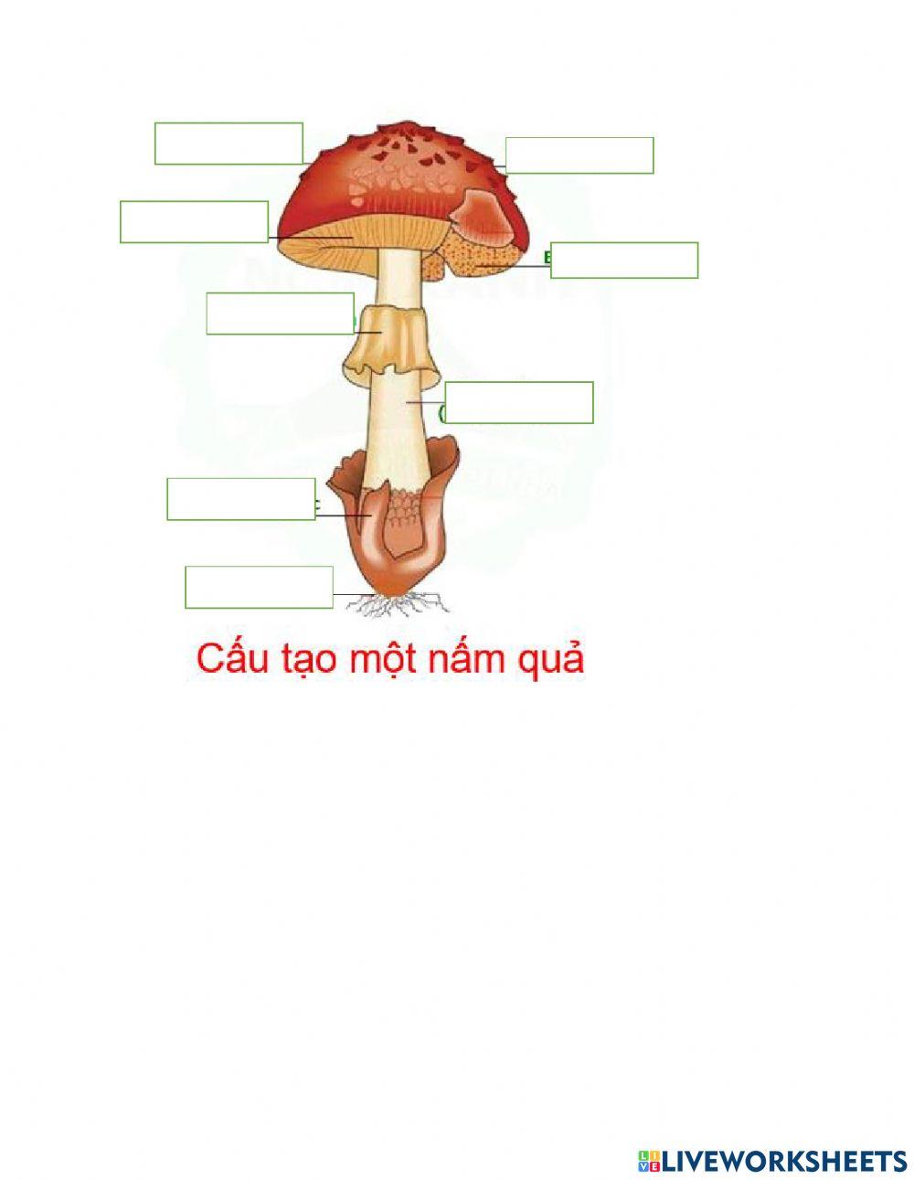 Thực hành: quan sát nấm