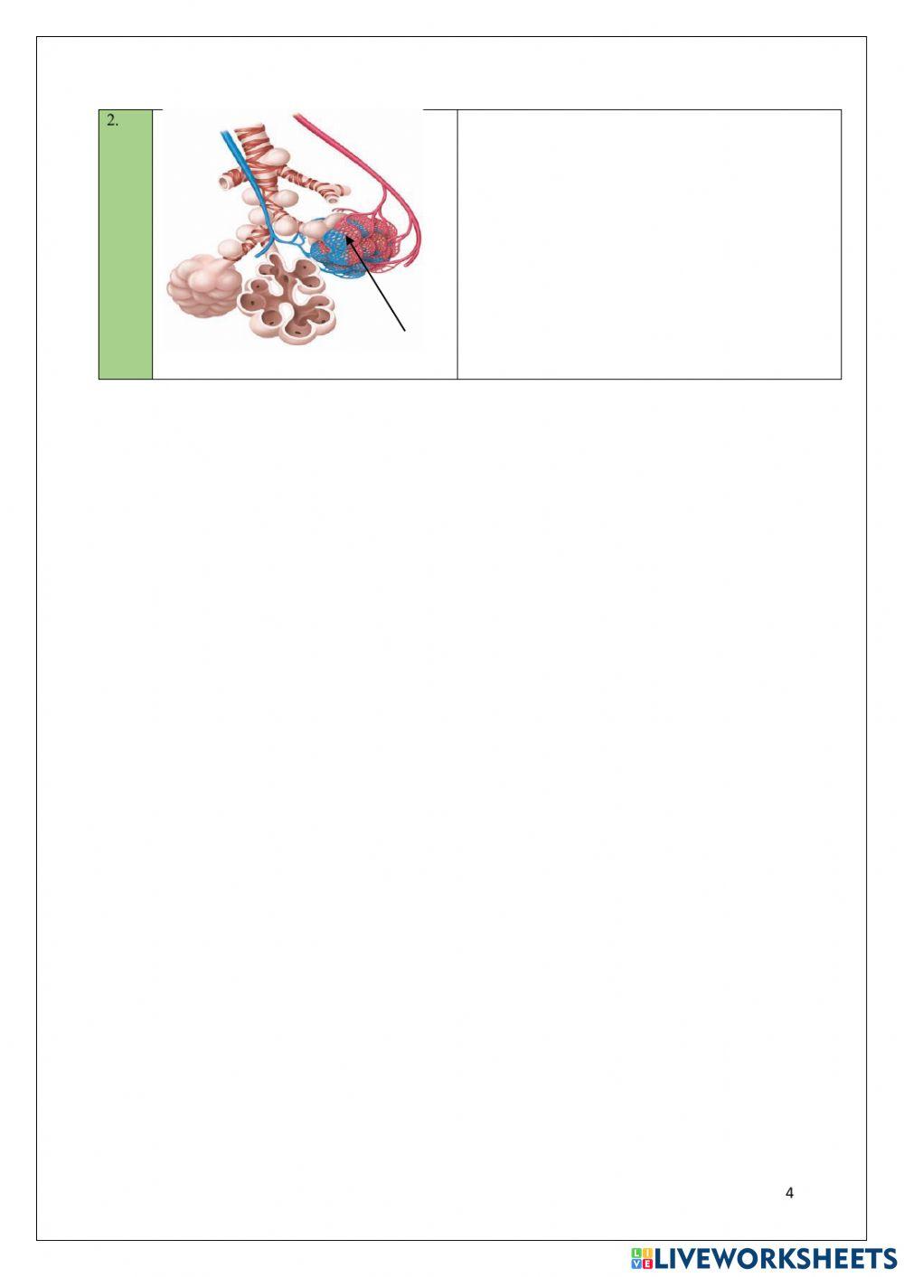 LKPD Sistem Pernapasan