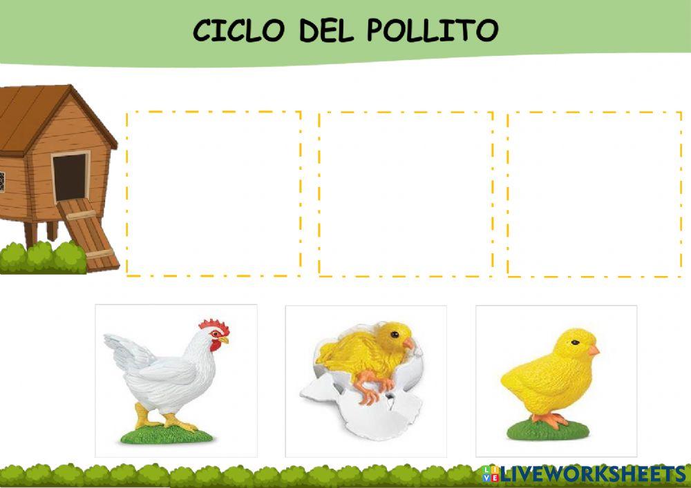 Ciclo del pollito