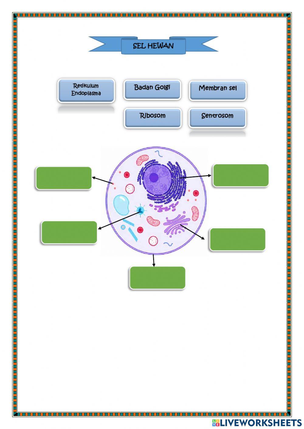 Organisasi Kehidupan