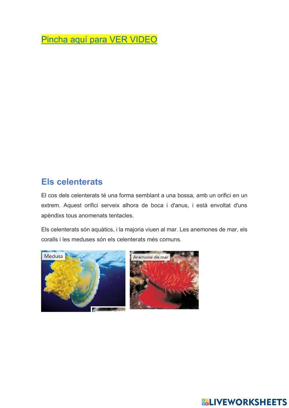 Els invertebrats 1ªparte