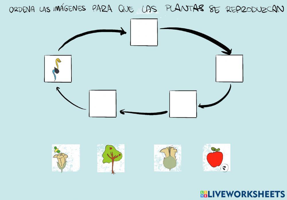 Proceso de reproducción de las plantas