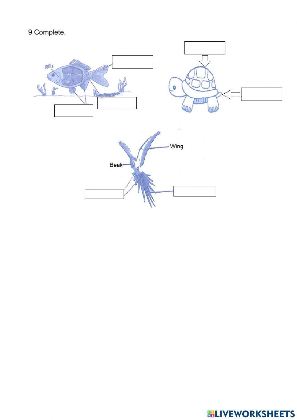 Animals:vertebrates and invertebrates