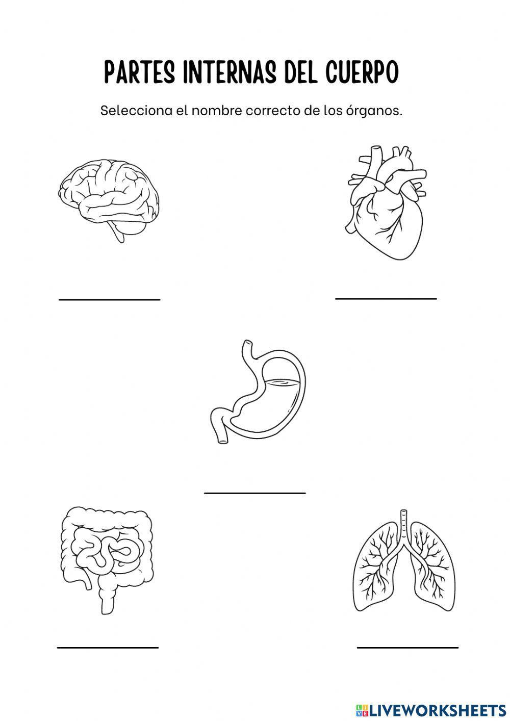 Partes del cuerpo
