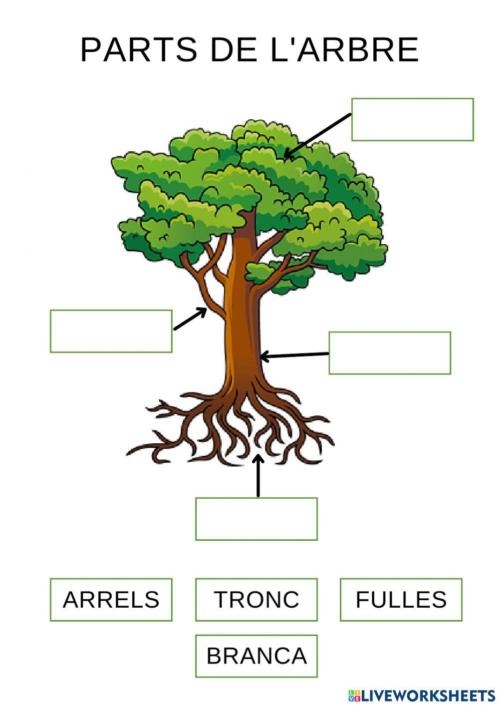 PARTS ARBRE
