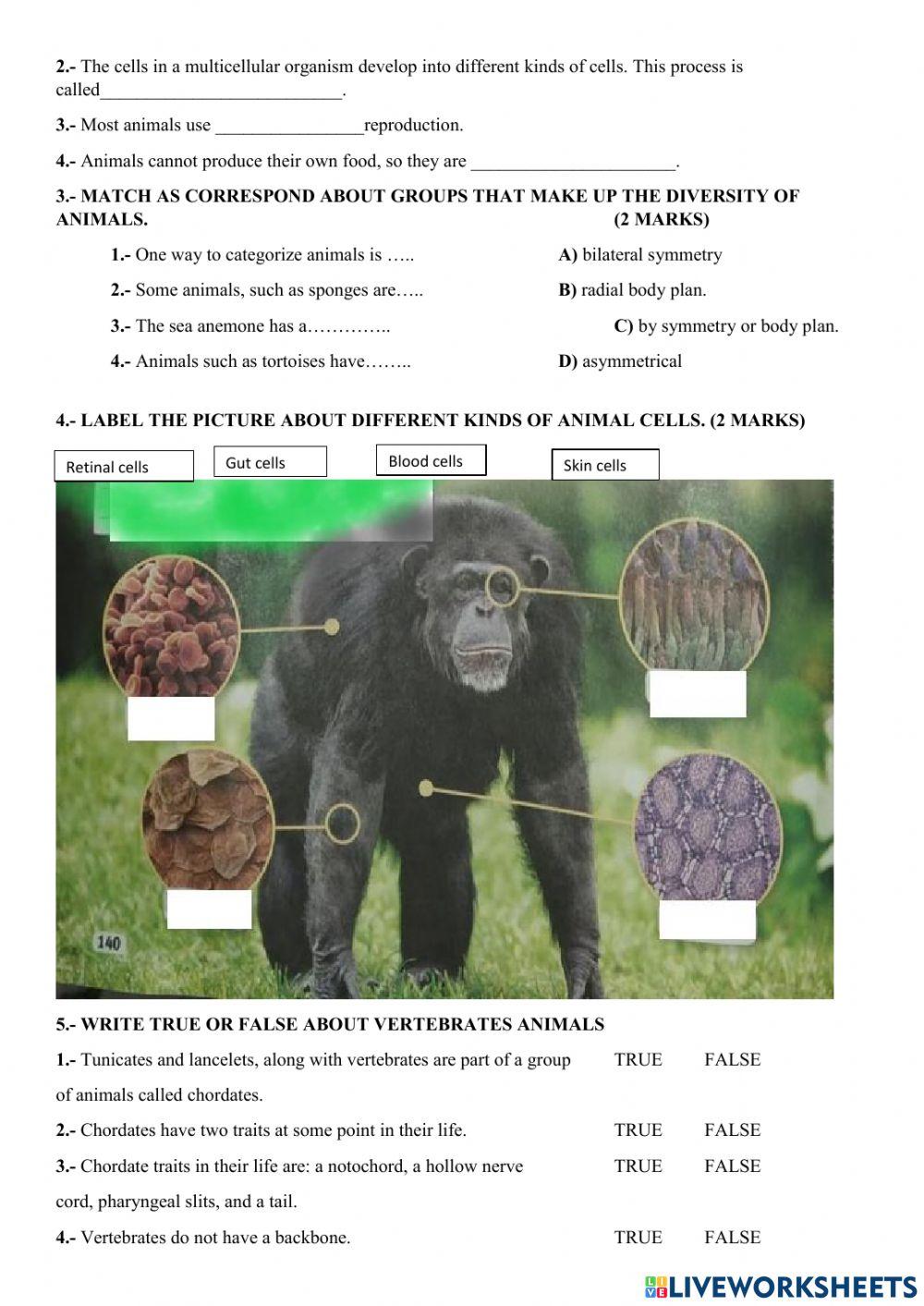 Animals' characteristics Animals' characteristics
