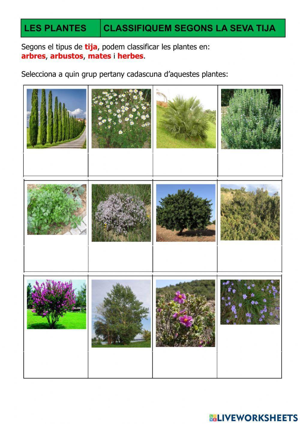 Plantes: classificació per tija