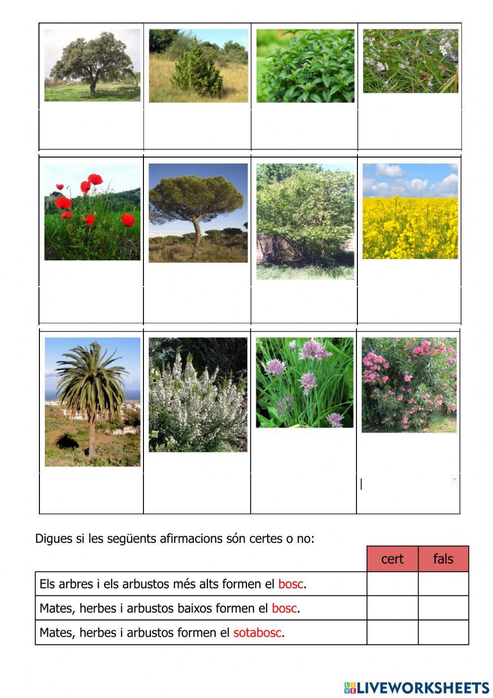 Plantes: classificació per tija