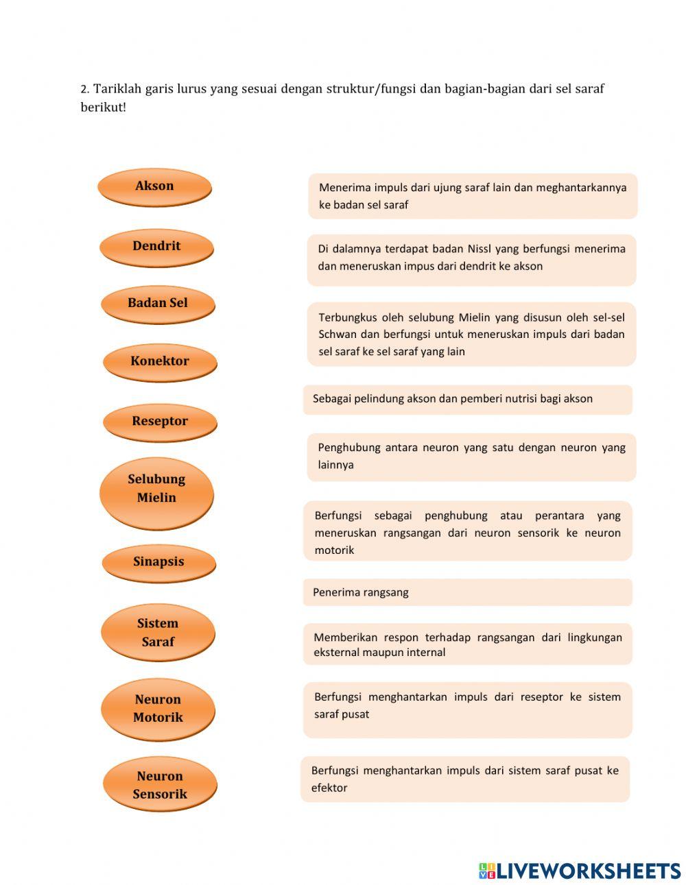Lkpd x. 1 sistem saraf
