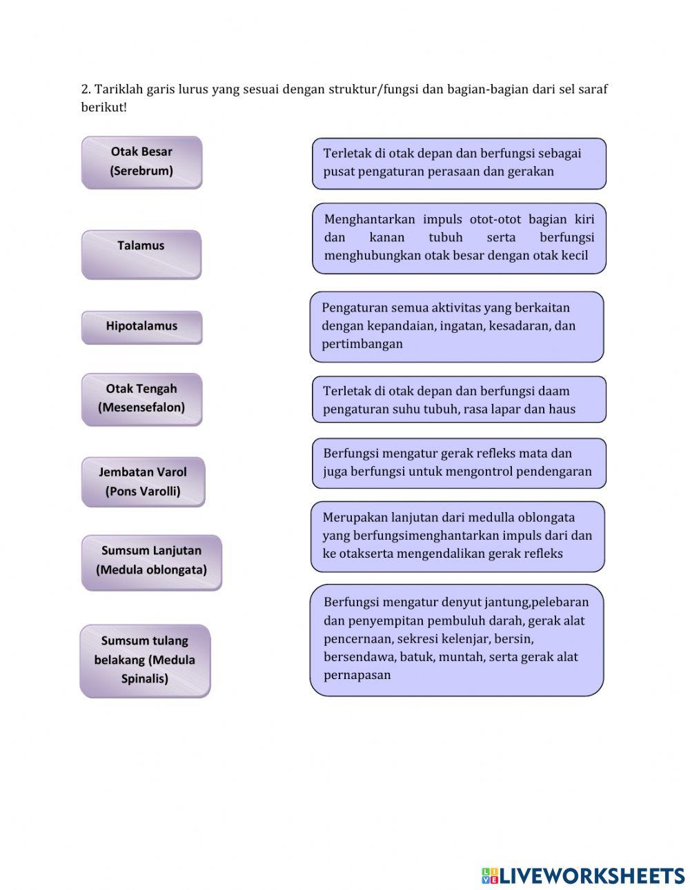 Lkpd x. 1 sistem saraf