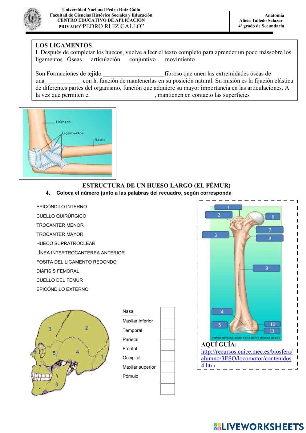 Sistema locomotor
