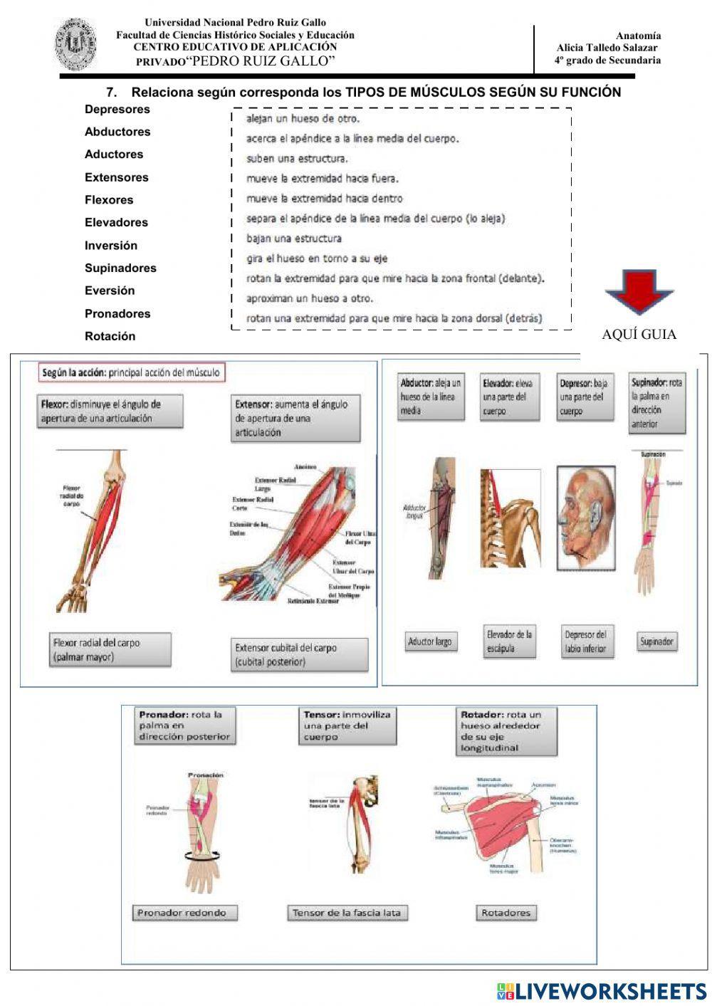 Sistema locomotor