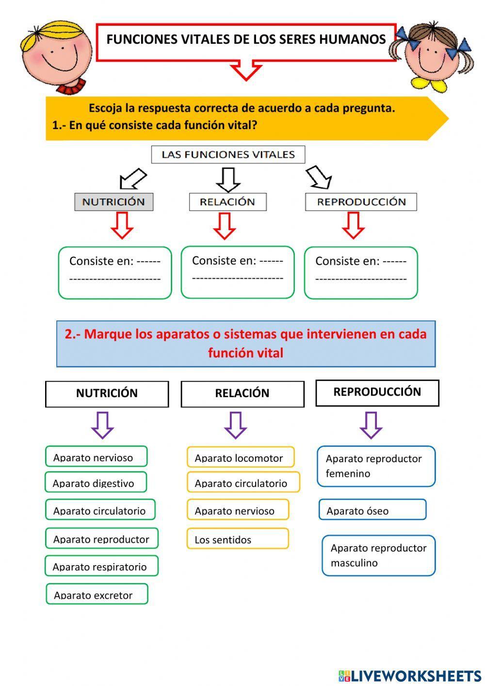 Funciones vitales del ser humano