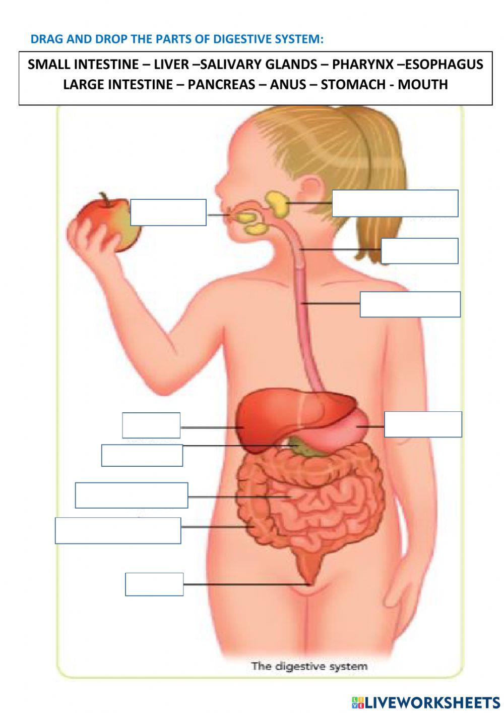 The digestive system