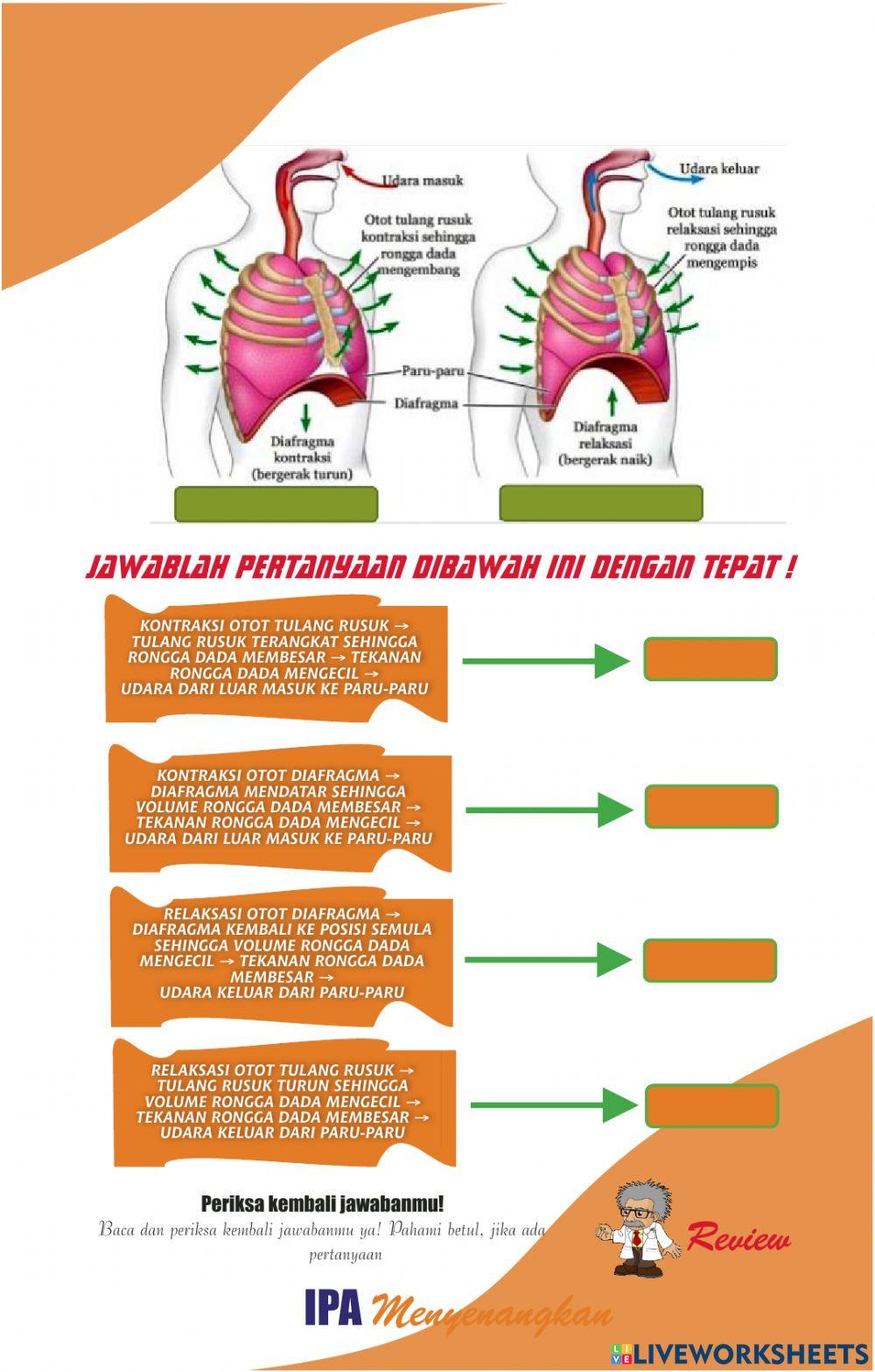 Lkpd 1 organ dan mekanisme pernapasan