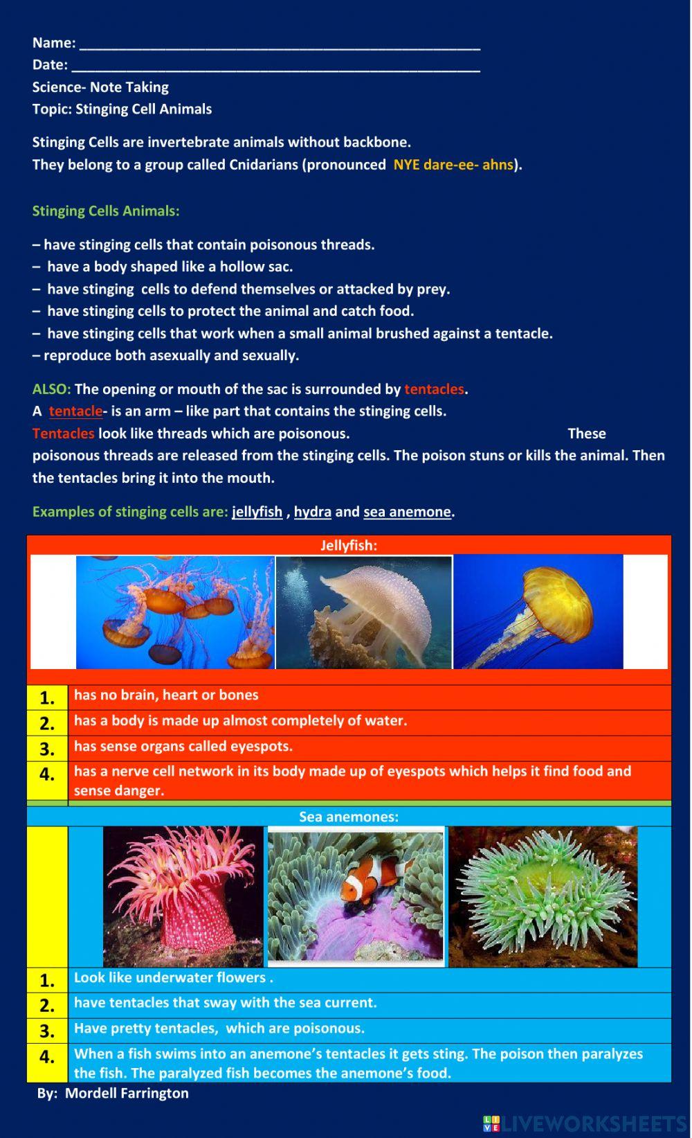 Stinging Cell Animals Stinging Cell Animals