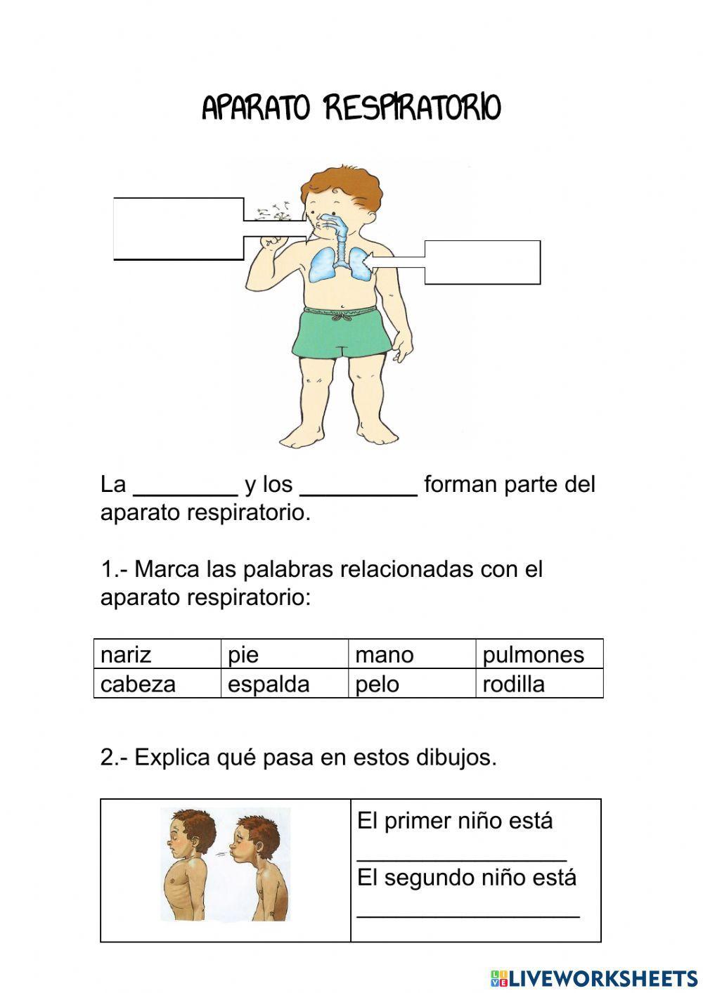 Aparato respiratorio y circulatorio