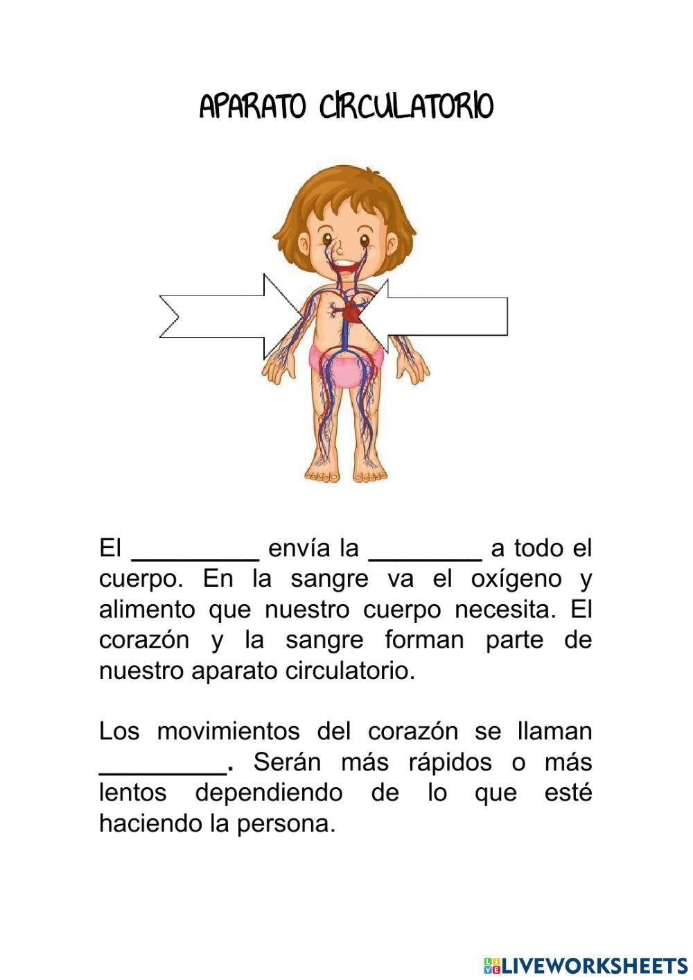Aparato respiratorio y circulatorio