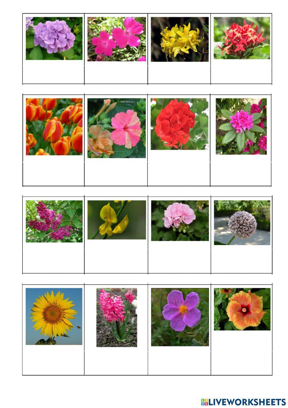 Les plantes - classificació de flors