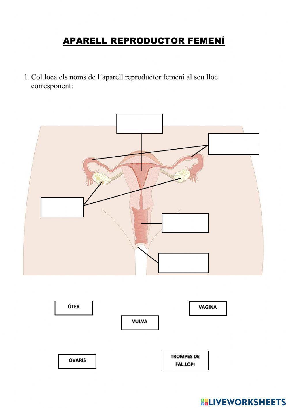 Aparell reproductor femení