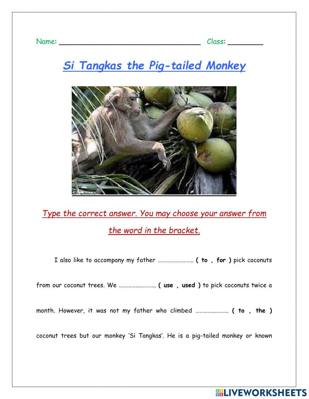 Si Tangkas the Pig-Tailed Monkey