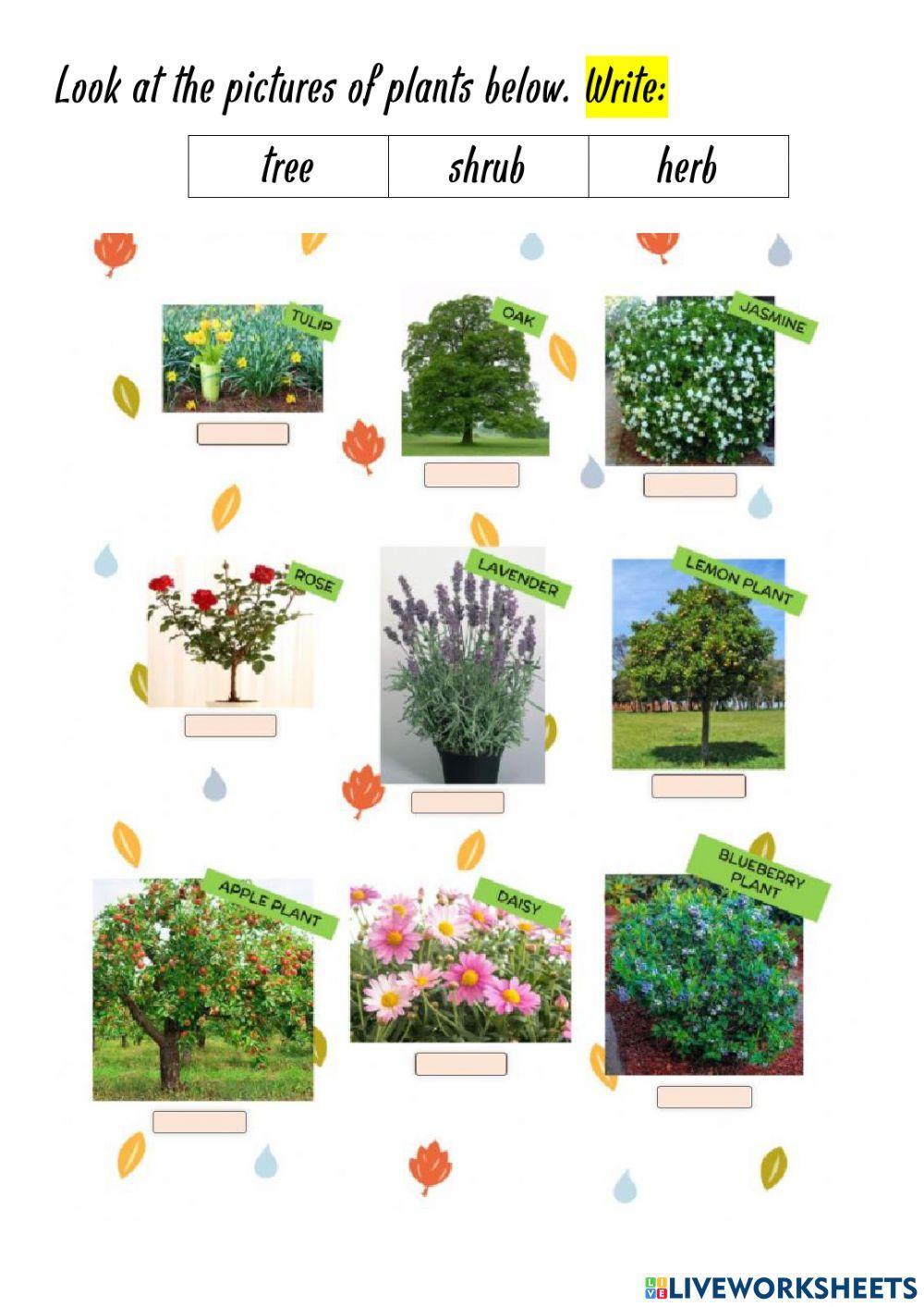 1907235 Classifying Plants Trees Shrubs And Herbs 1907235-classifying-plants-trees-shrubs-and-herbs