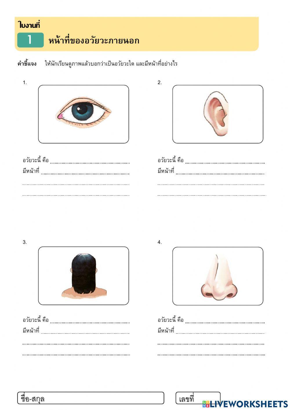 หน้าที่ของอวัยวะภายนอก