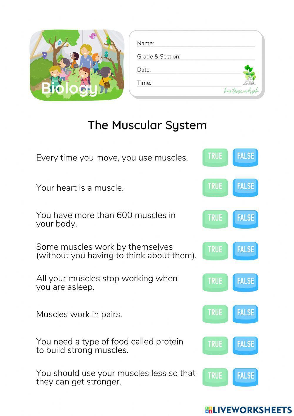 Muscular System - HunterWoodsPH.com Worksheet