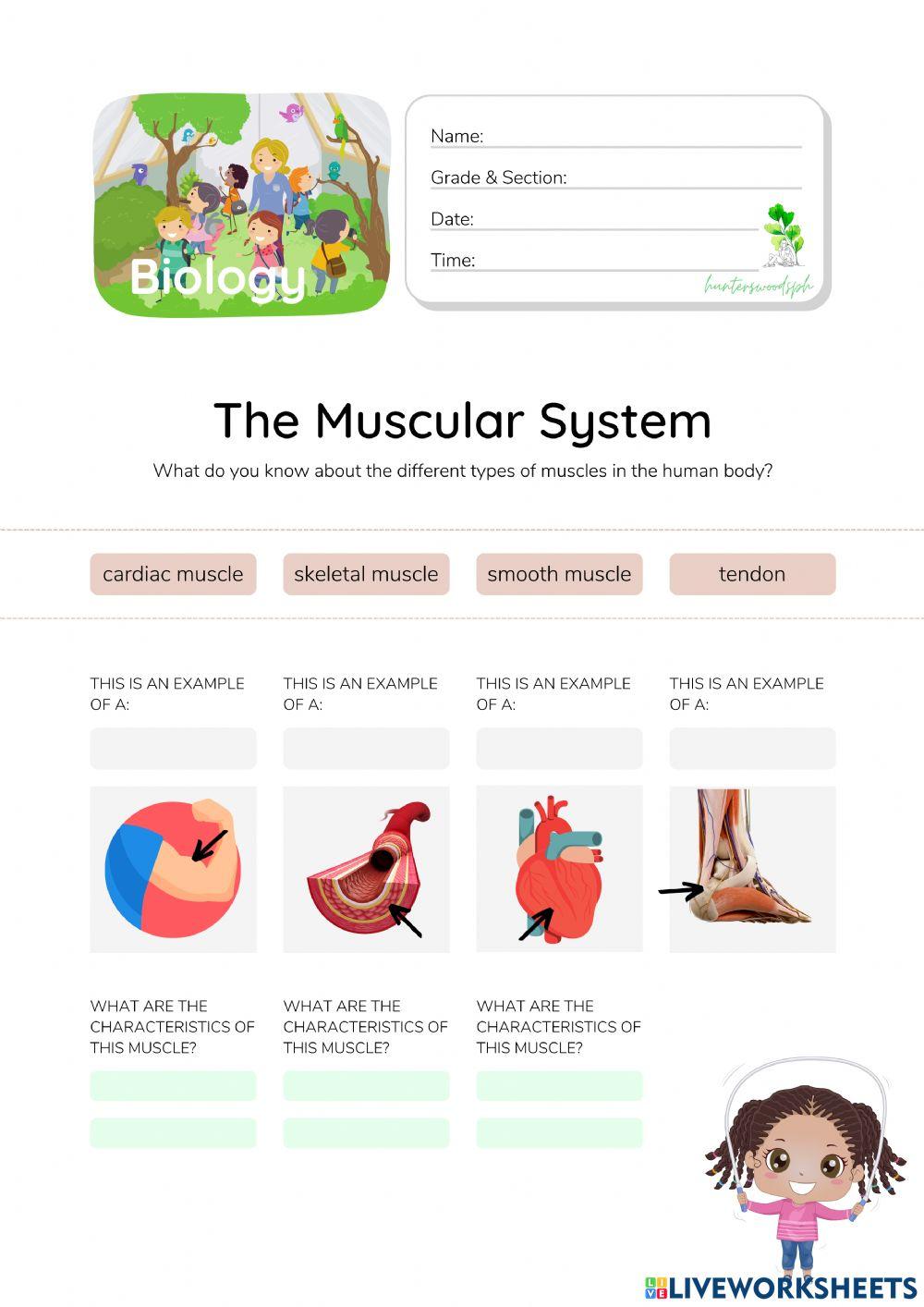 Muscular System - HunterWoodsPH.com Worksheet