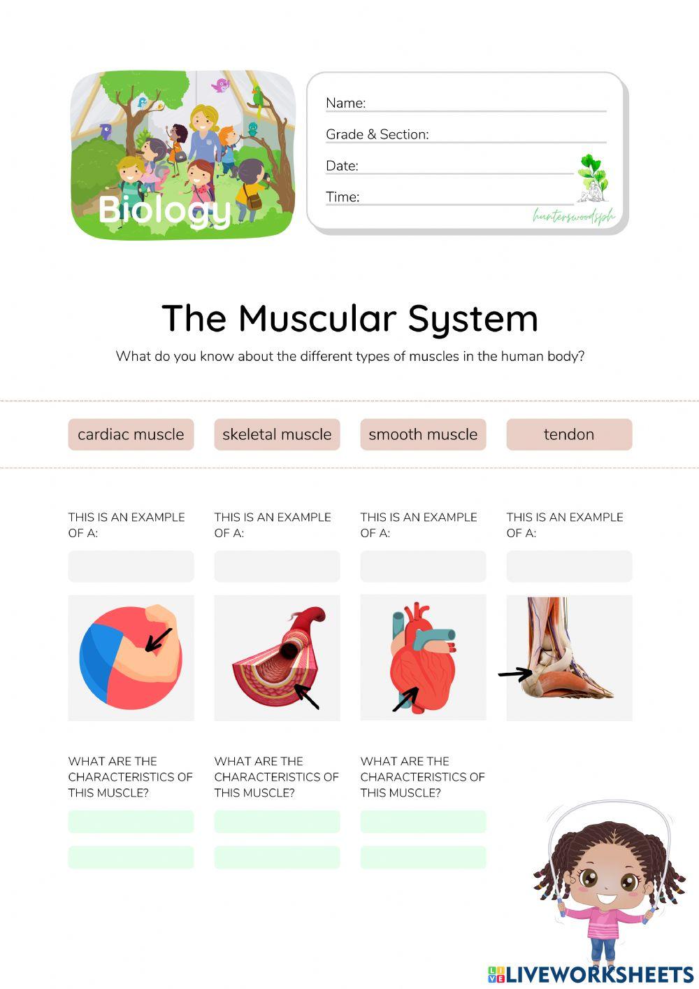 Muscular System - HunterWoodsPH.com Worksheet Muscular System - HunterWoodsPH.com Worksheet
