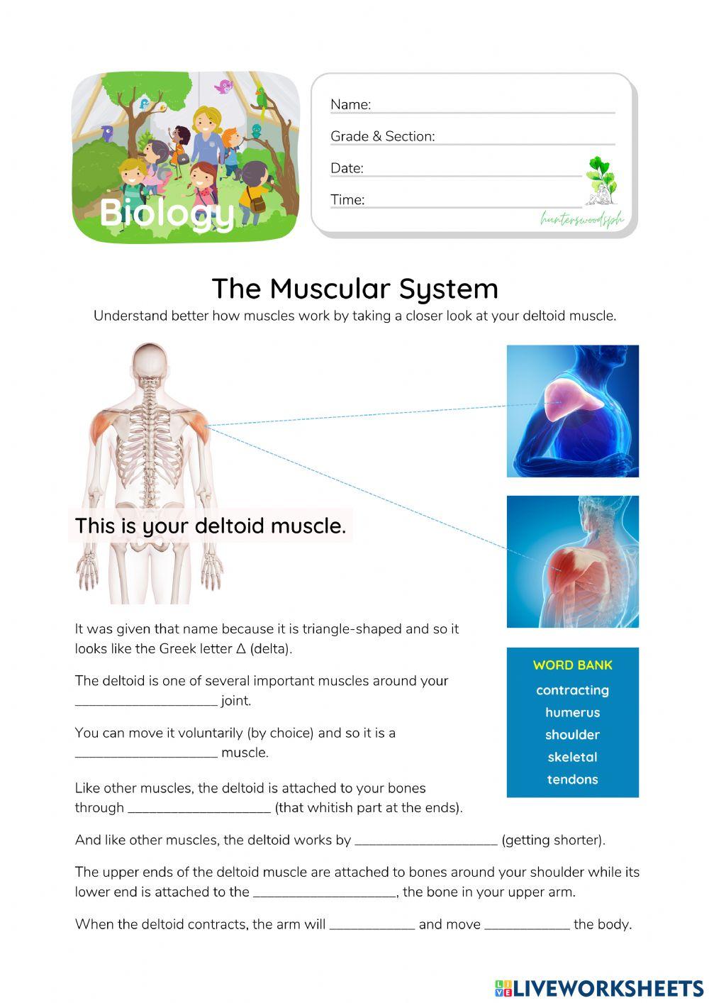 Muscular System - HunterWoodsPH.com Worksheet Muscular System - HunterWoodsPH.com Worksheet