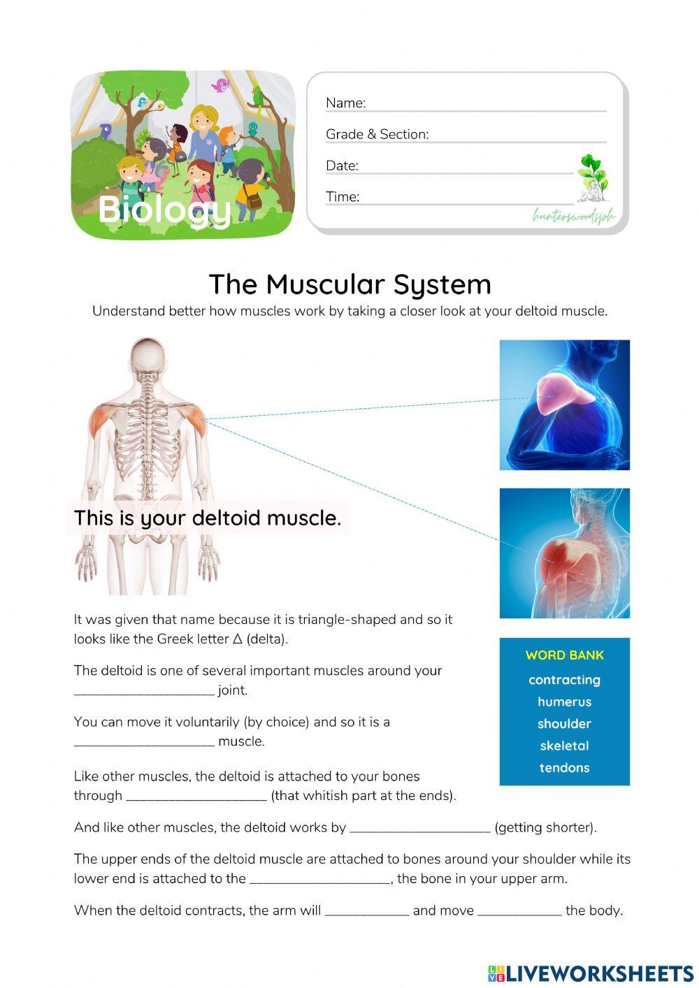 Muscular System - HunterWoodsPH.com Worksheet