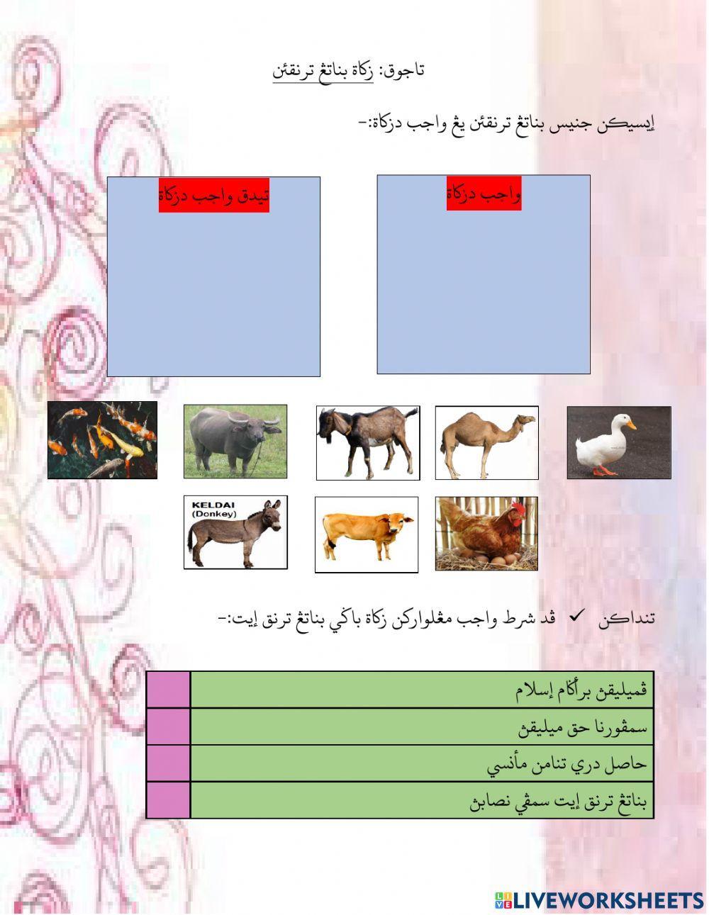 Zakat Binatang Ternakan