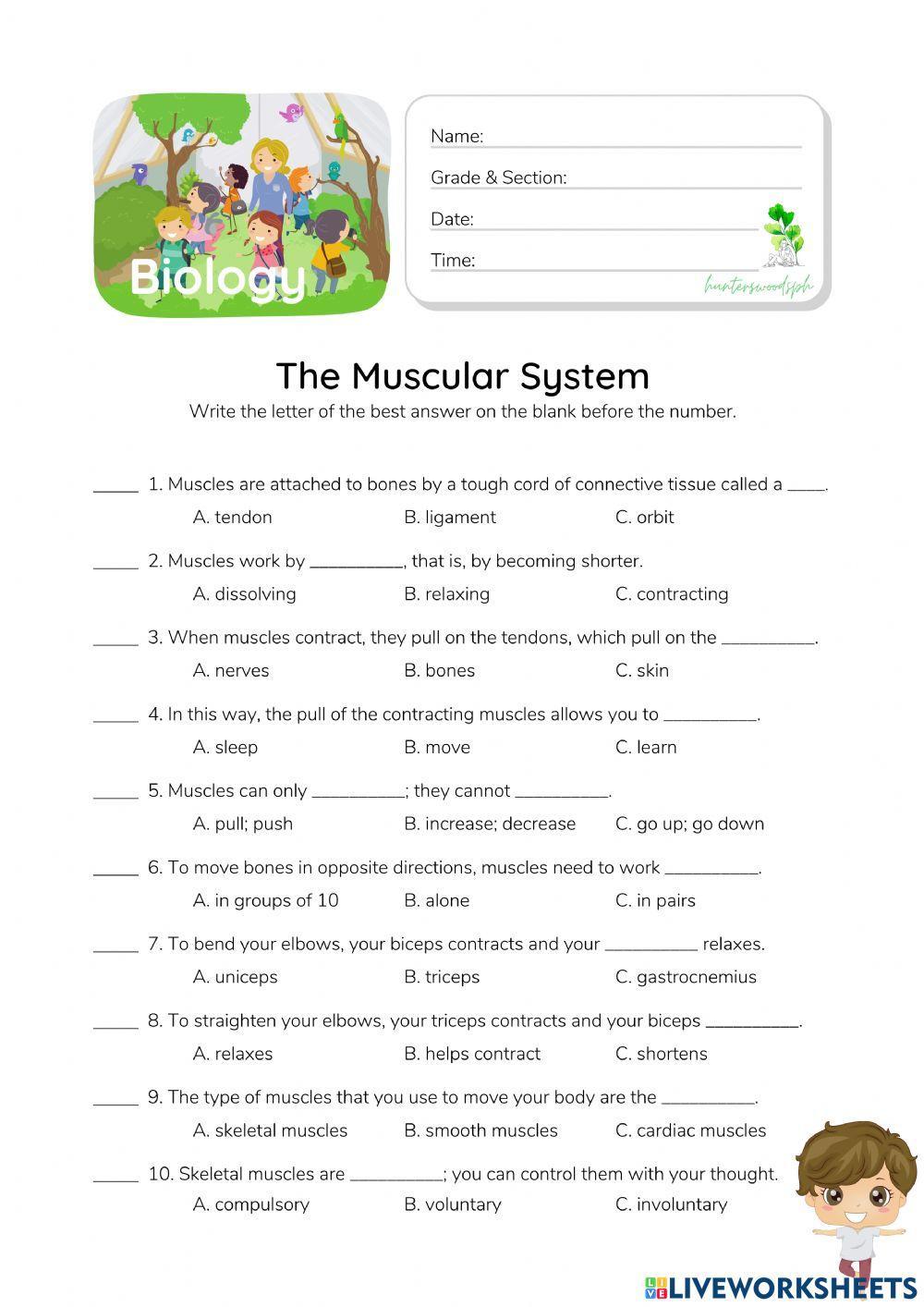 Muscular System - HunterWoodsPH.com Worksheet