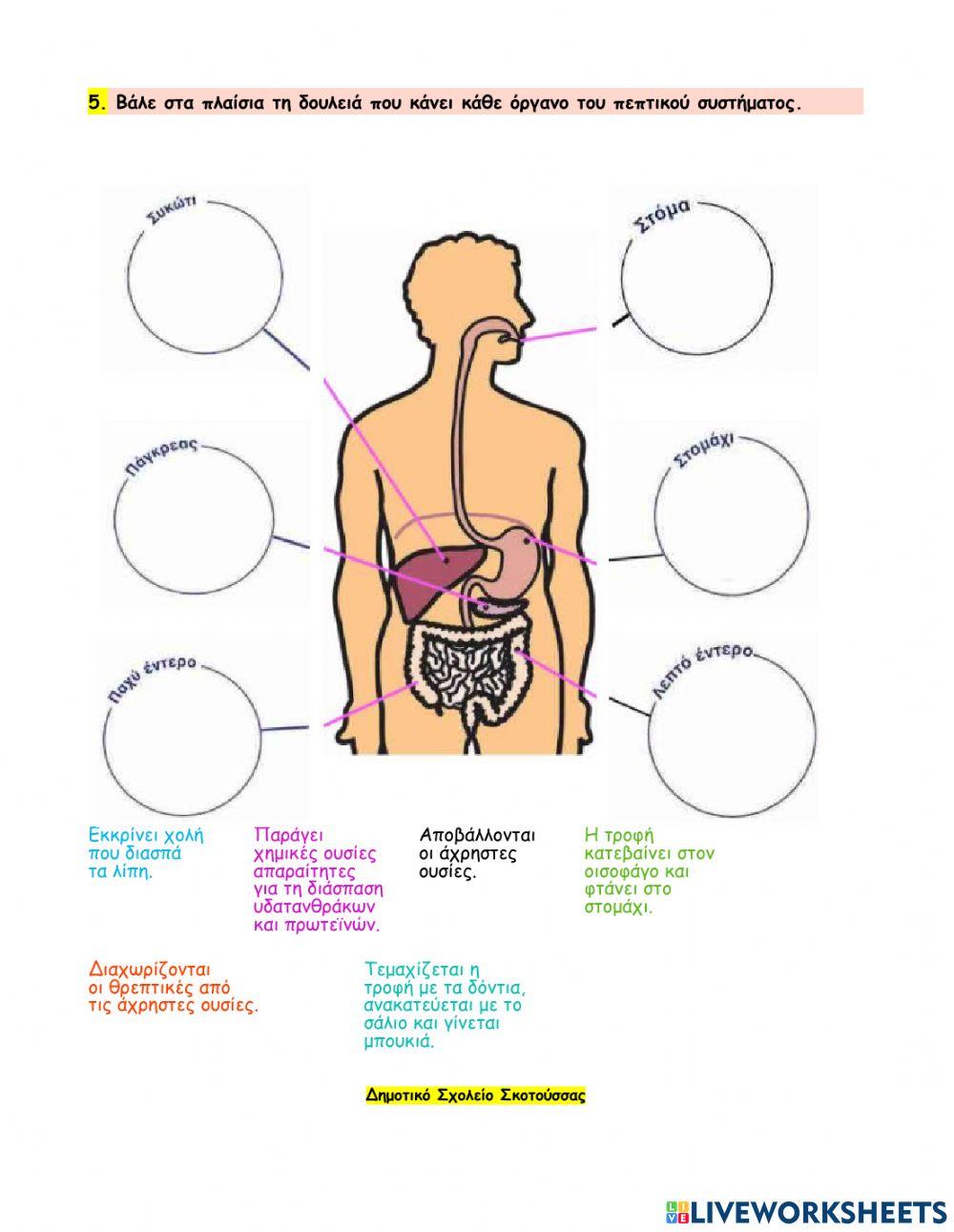 ΦΕ3 - Το ταξίδι της τροφής συνεχίζεται