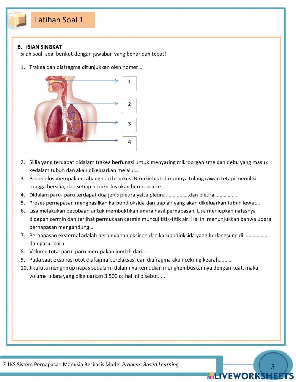 Sistem Pernapasan Manusia