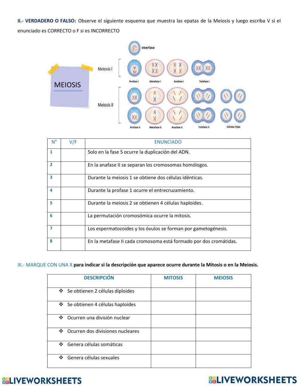 Mitosis y Meiosis Mitosis y Meiosis