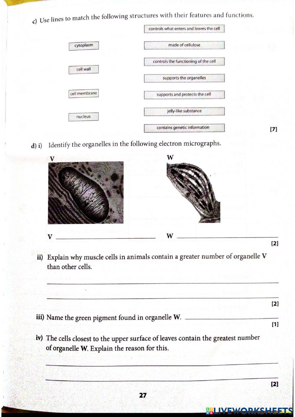 CSEC Biology :Topic -  CELLS 