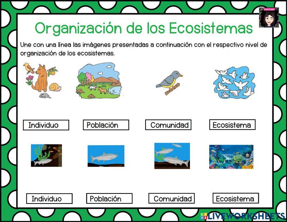 Organización del Ecosistema
