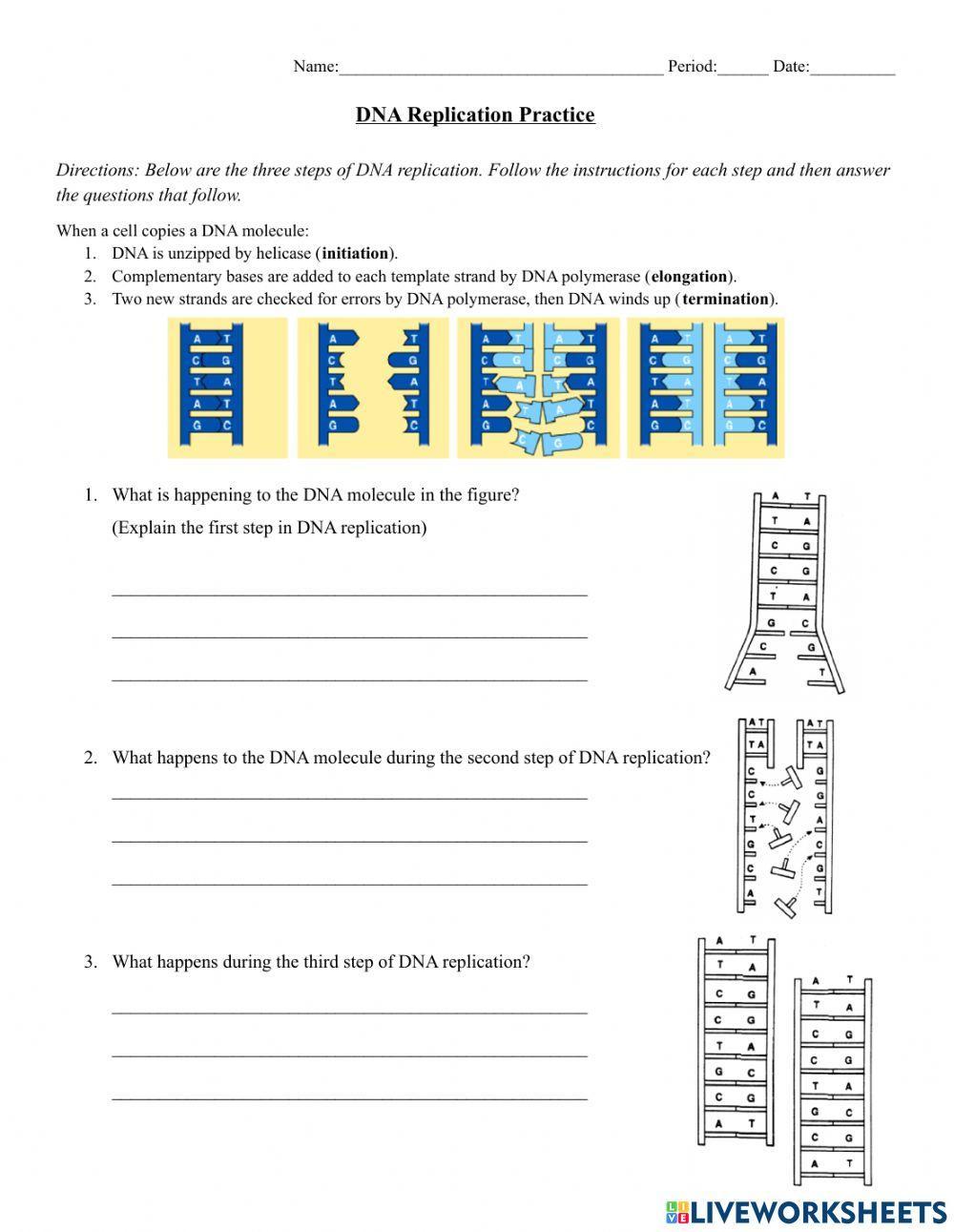DNA Replication Practice worksheet | Live Worksheets dna-replication-practice-worksheet-live-worksheets