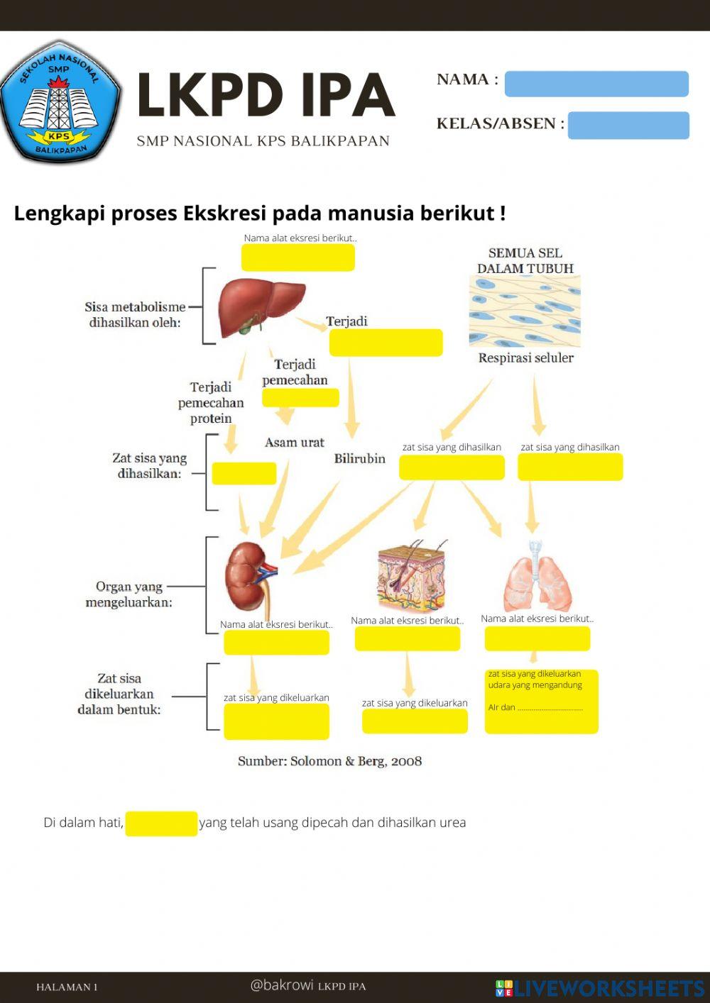 Alat ekskresi manusia