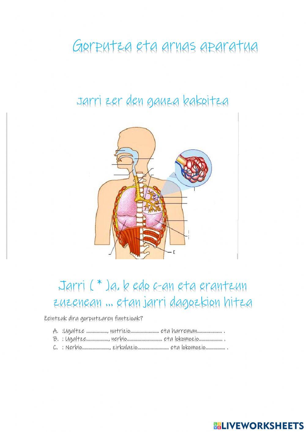 Gorputza eta arnasketa