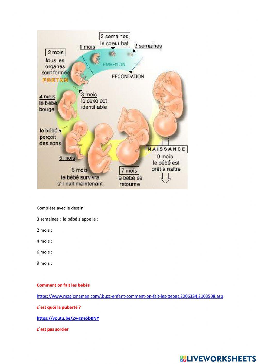 La reproduction humaine
