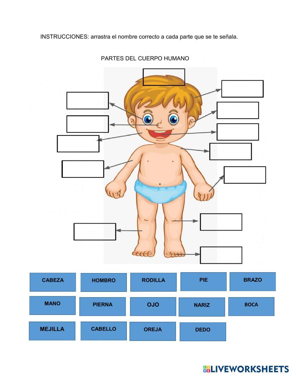Partes del cuerpo humano
